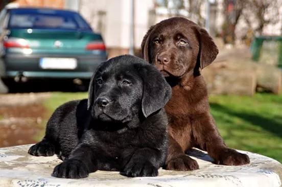 Labrador-stenci-