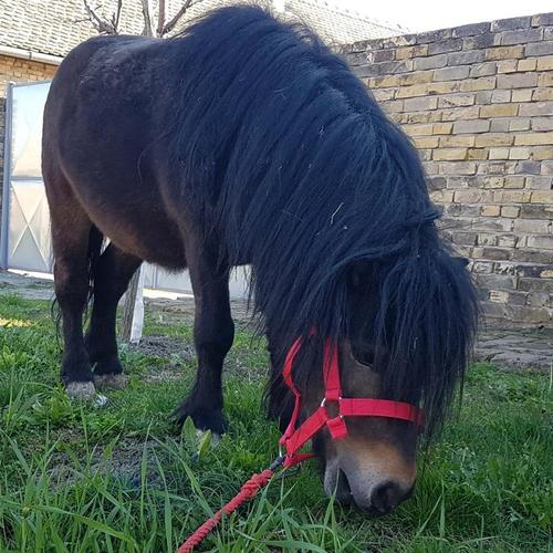 Poni 