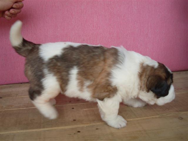 Bernandinci-stenad-