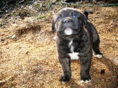 cane corso štenci