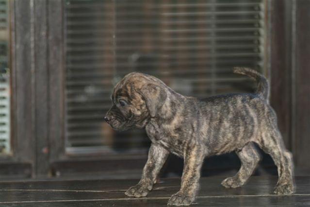 Stence Dogo Canario