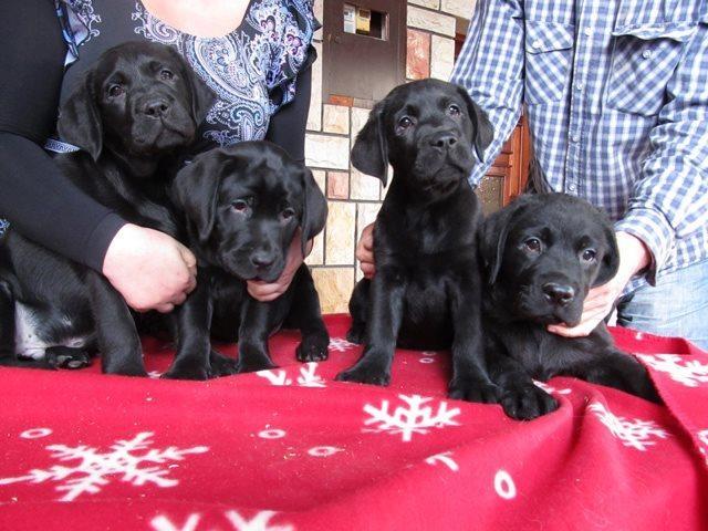 Labrador-retriver-stenad-Perfect-Magic