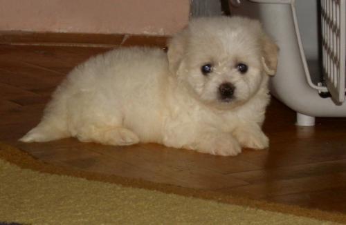 Coton-de-Tulear--prelepi-stenci-