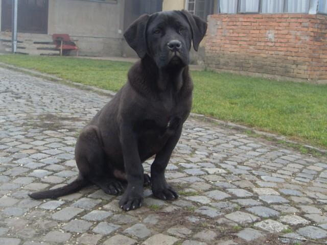 Cane-corso-štenci