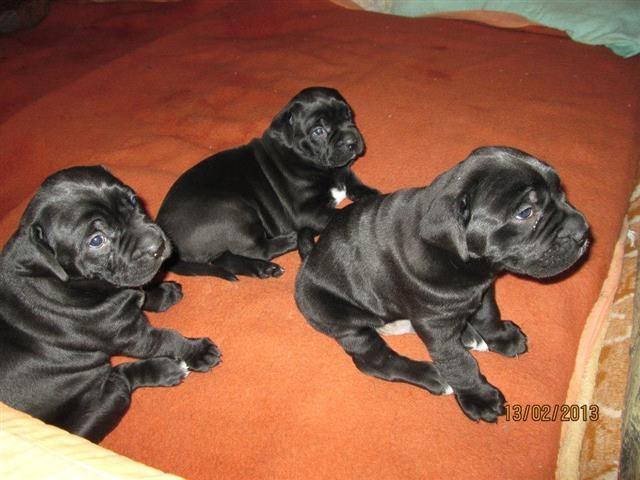Cane-Corso