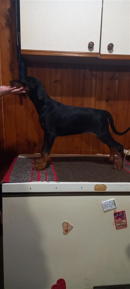 Štenci-Dobermana