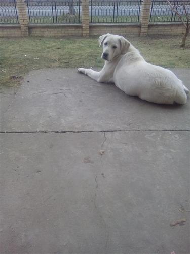 Labradora