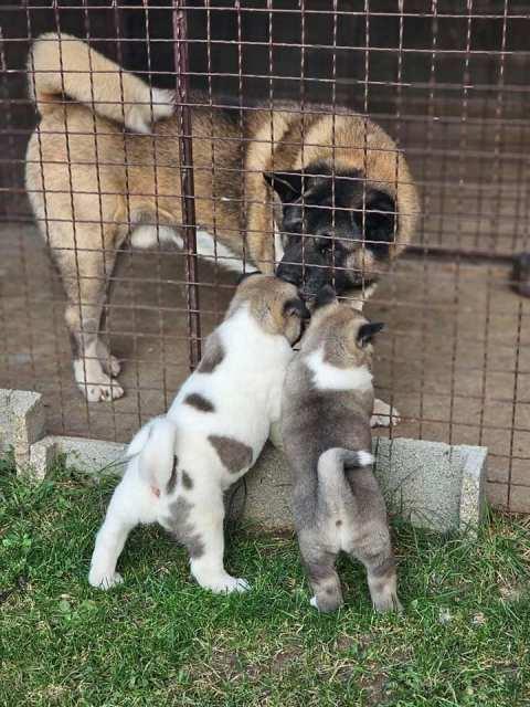 Američka-Akita-štenci