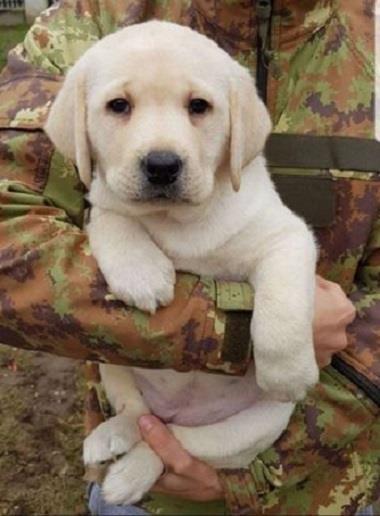 LABRADOR-retriver-štenci-
