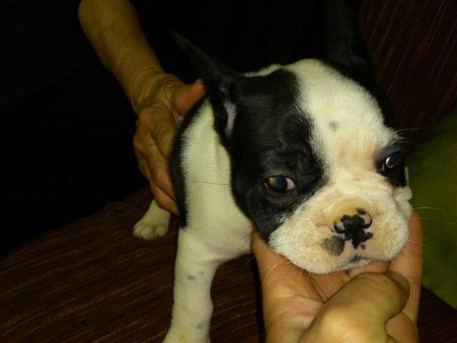 Francuski buldog stenci