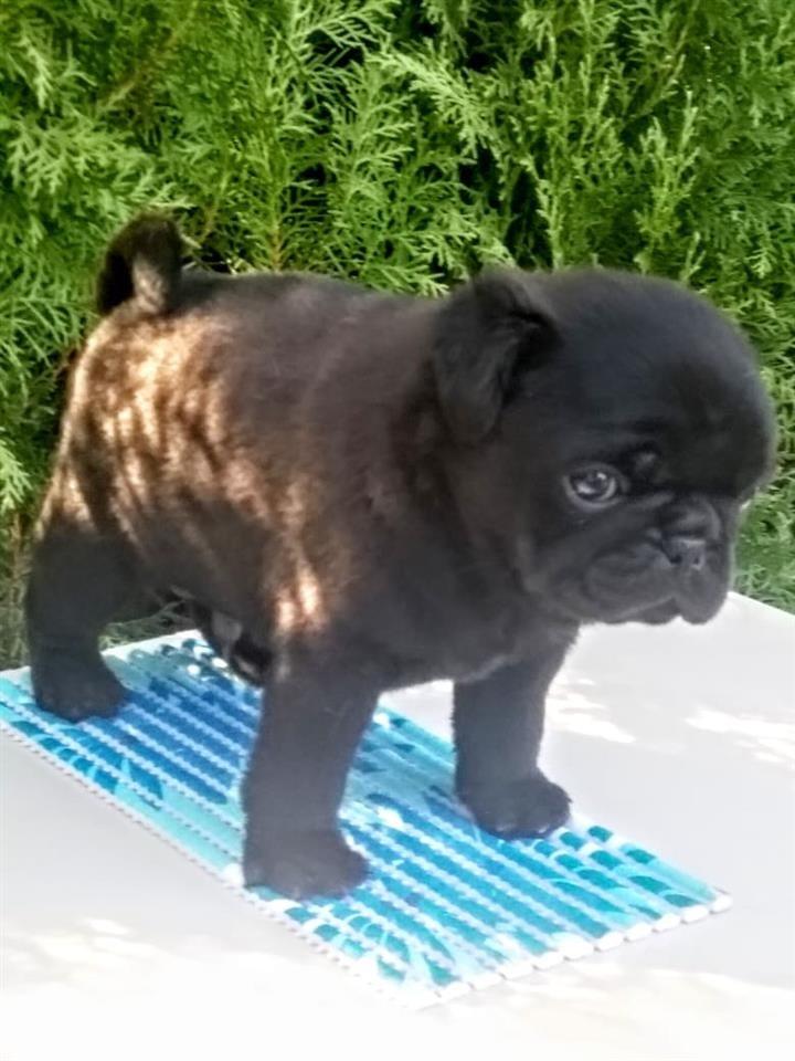 Mops-muško-štene