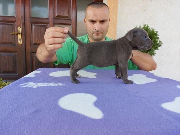Cane-corso-štenci