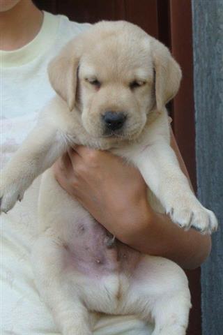 Labrador---stenad-i-mladi-psi