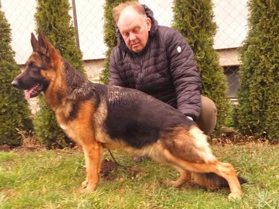 Nemački-ovčar