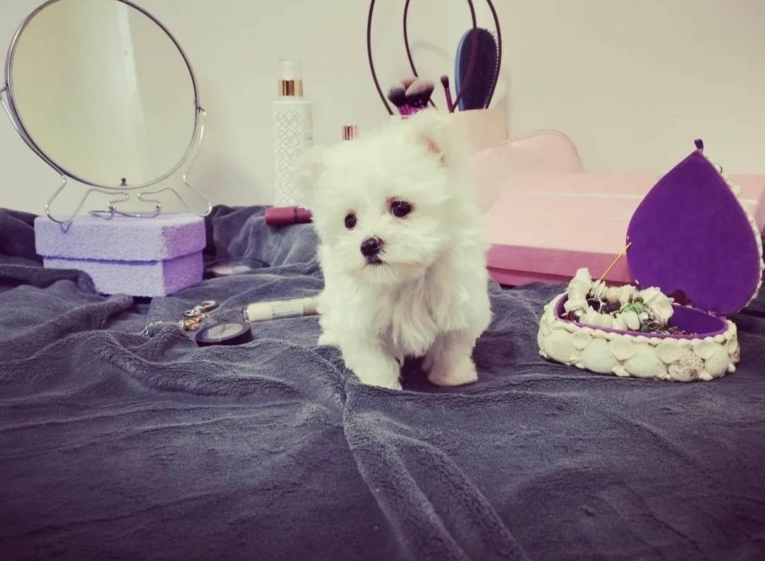 Maltezer