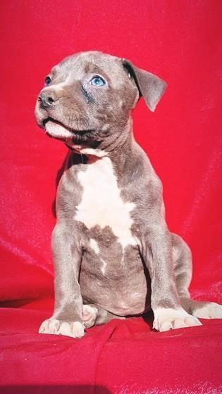 Stenci-pitt-bula-plave-boje---bluenose-