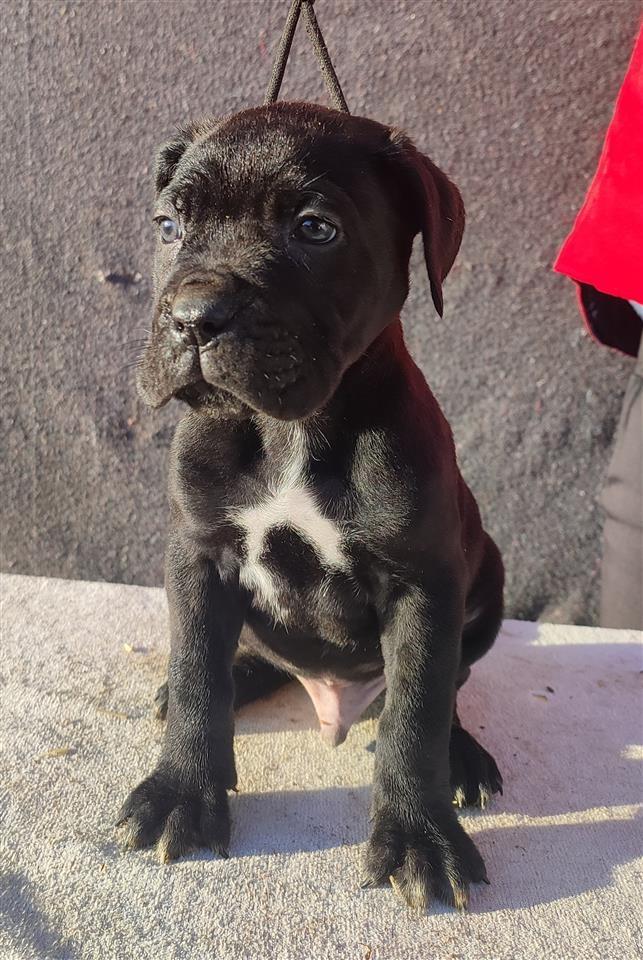 Cane-Corso