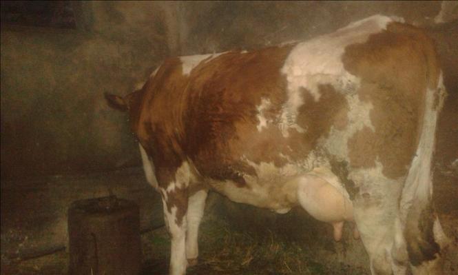 4 KRAVE