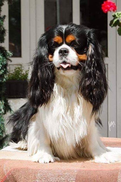 Cavalier-king-Charles-spanijel
