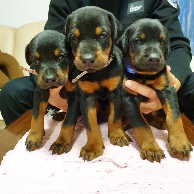 Doberman-