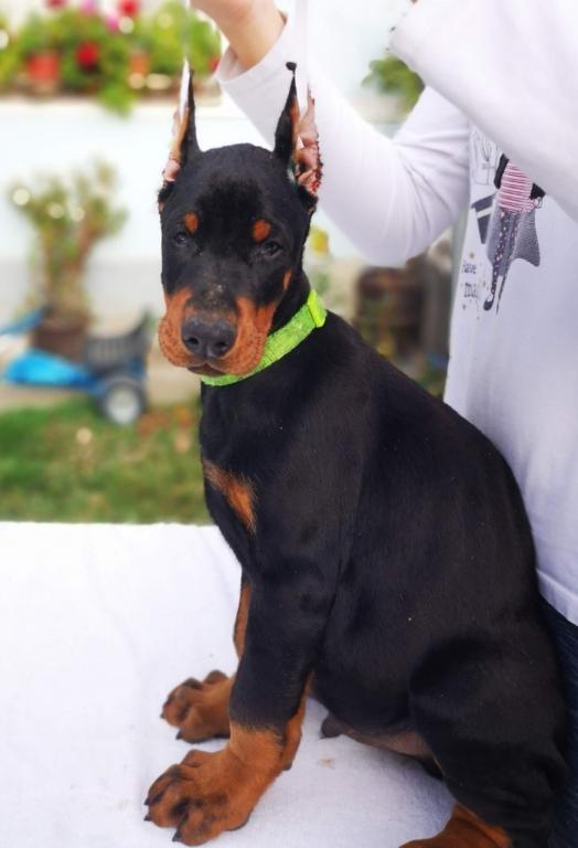 Doberman-štenci