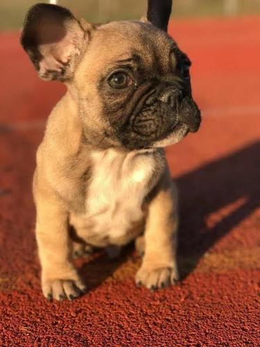 Francuski buldog Od kuce Don