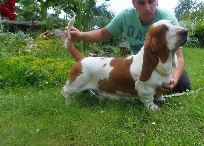 Basset-Hound---baset-stenci