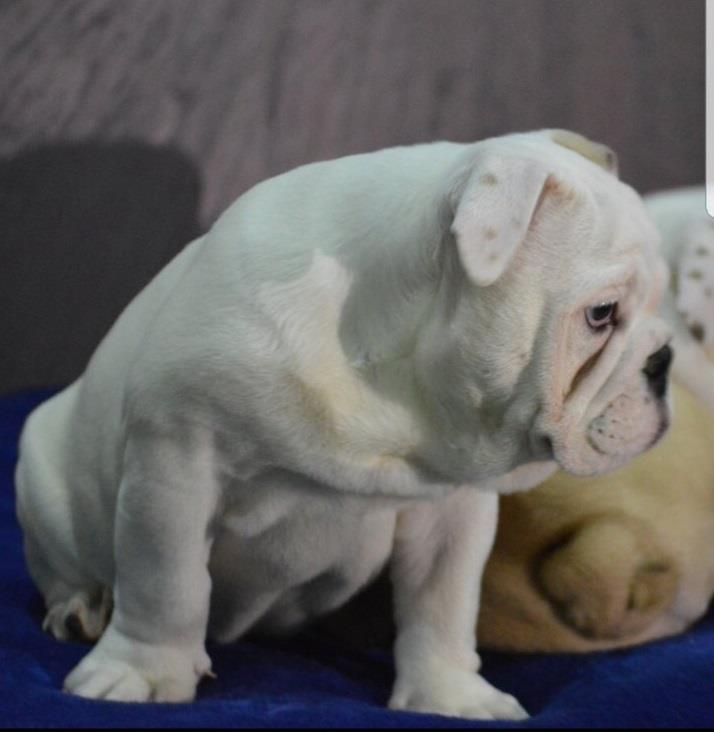 Engleski-buldog-prvobirajuće-štene