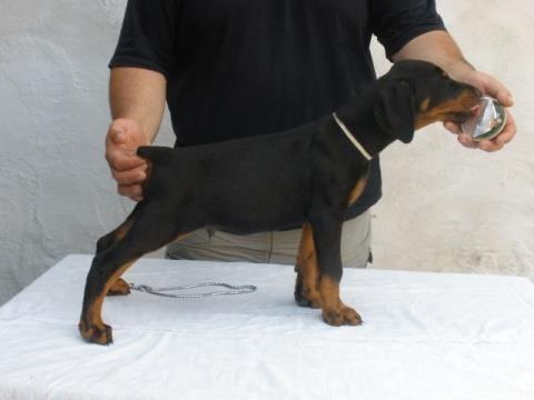 Doberman stenci