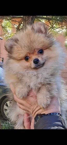 Pomeranac--devojcica