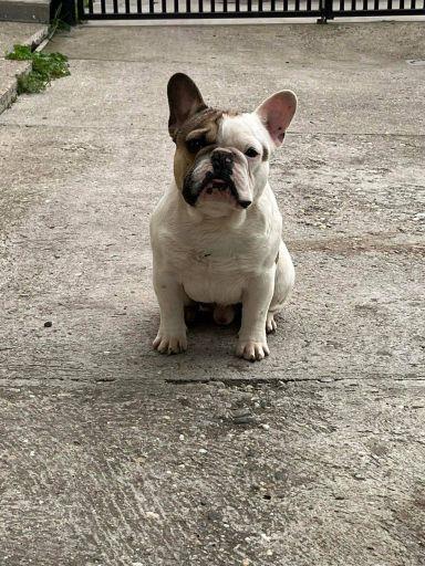 Francuski-Buldog