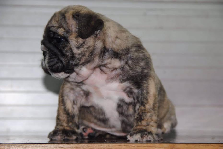 Engleski-buldog-