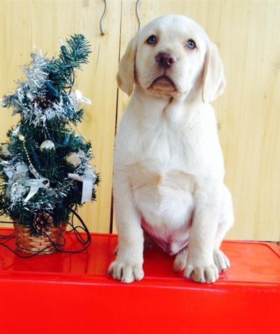 Labrador-stenci