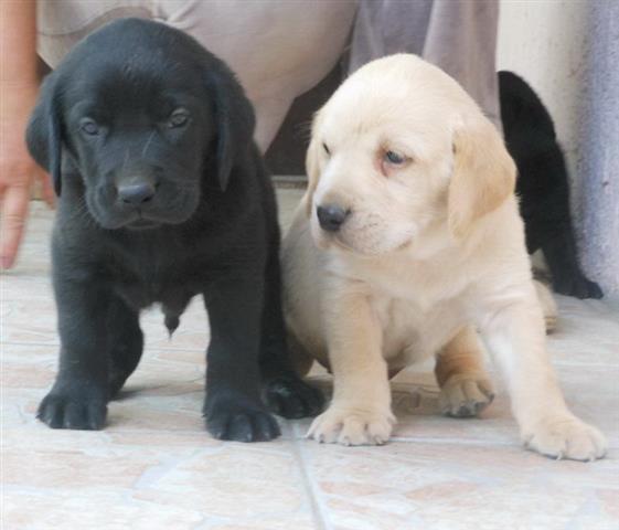 Labrador retriver stenad bele i crne boje 