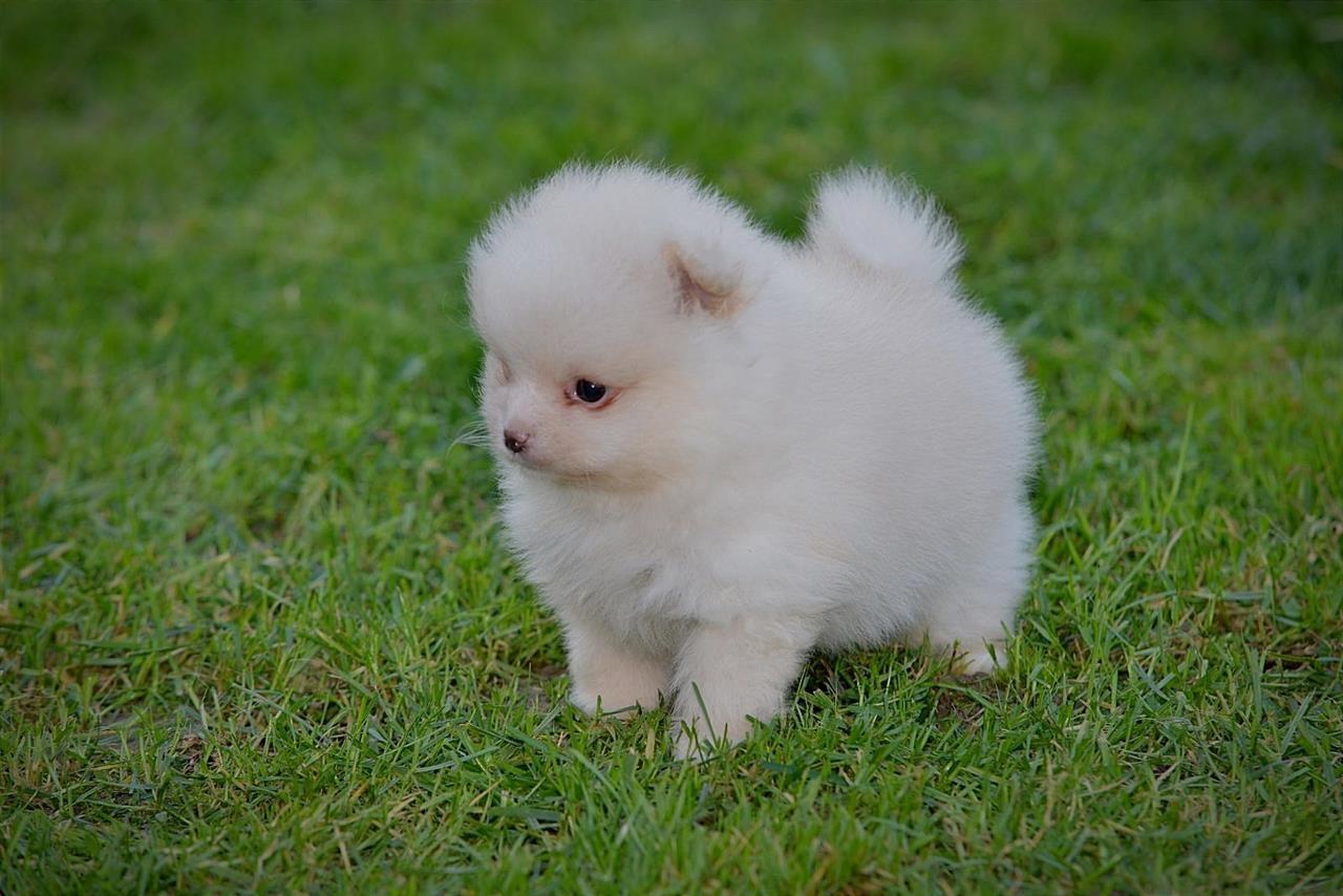 Pomeranac-štenci