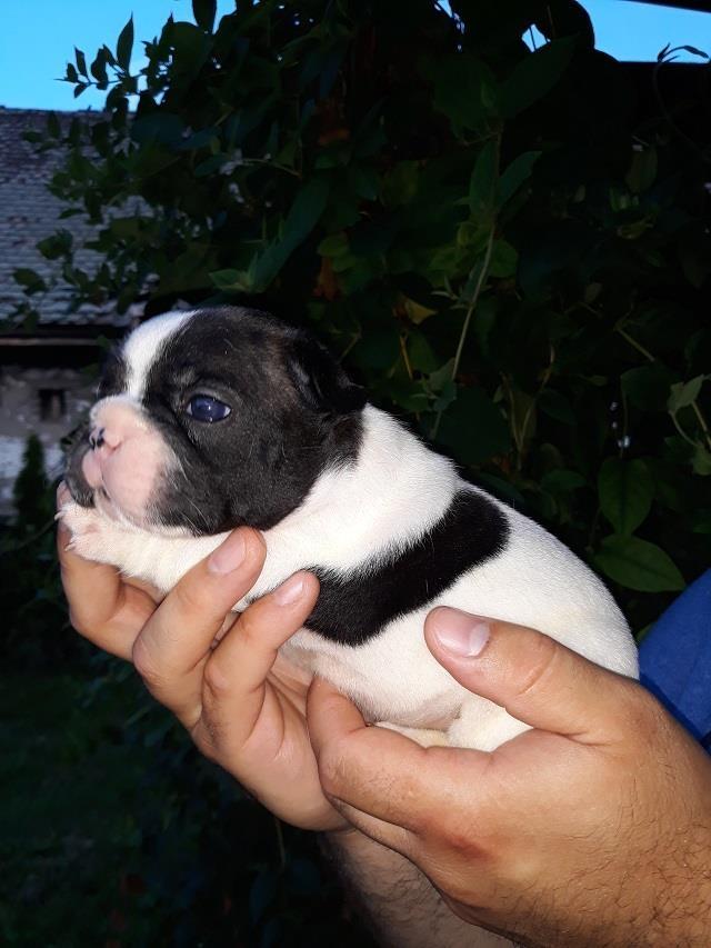 Francuski-Buldog