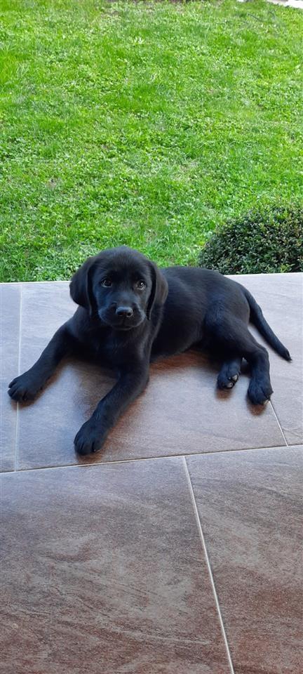 Labrador-štenci