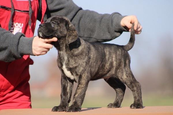 Cane-corso-štenci