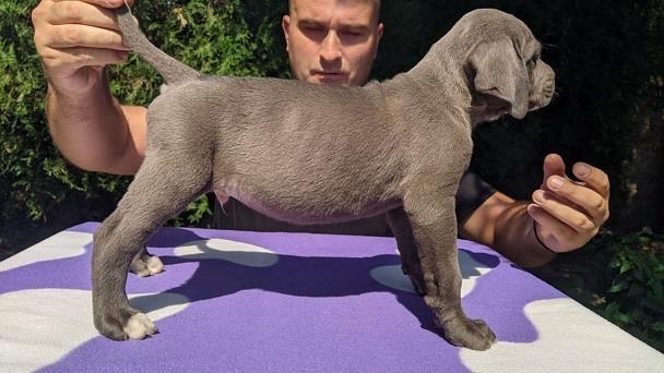 Cane-corso-stenci-sive-boje