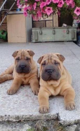 Shar pei štenci