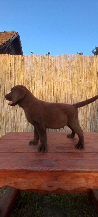 Labrador-retriver-muški-štenci