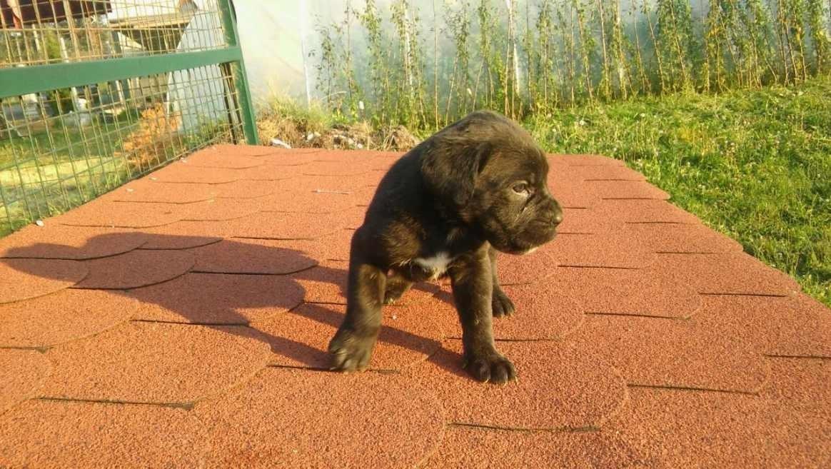 Stenci-Cane-Corso-