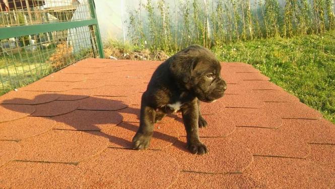 Stenci Cane Corso 