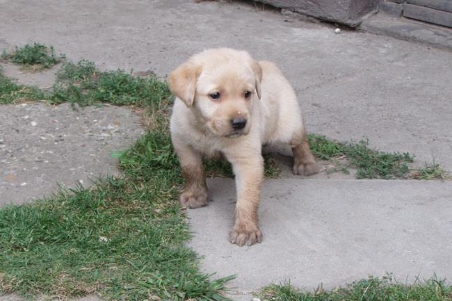 labrador-retriver-stenad
