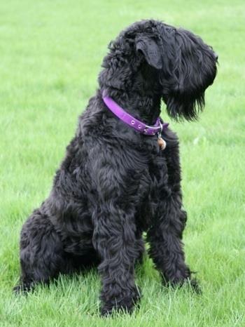 Black-russian-terrier