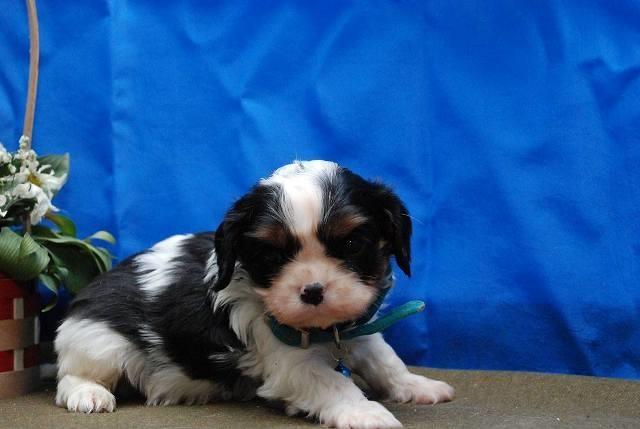 CAVALIER-King-Charles-Spanijel
