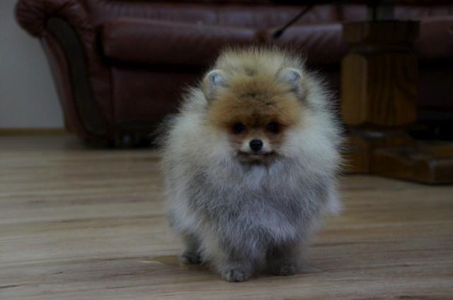Pomeranac,Pomeranski špic–Boo štenci