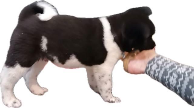 Američka-Akita-štenci