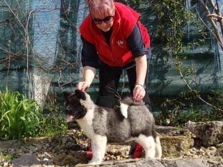 Američka-akita