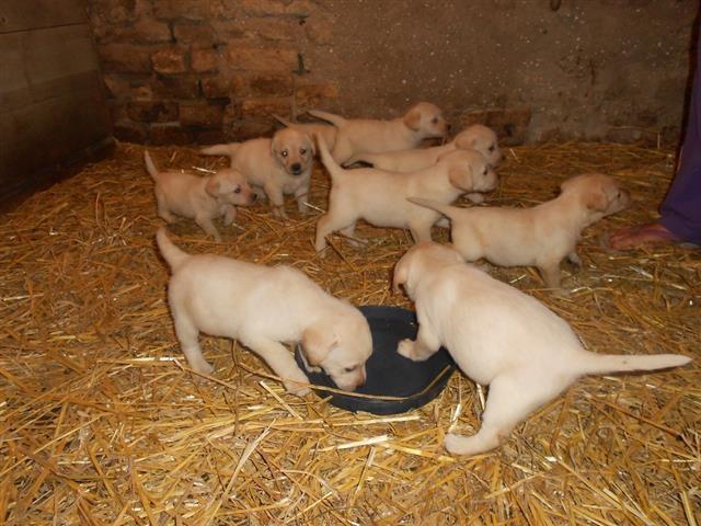 Stenci-Zlatnog-Labradora